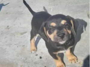 Cachorro raça SRD-ViraLata idade 2 a 6 meses nome bolota 