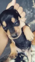 nina e leo
