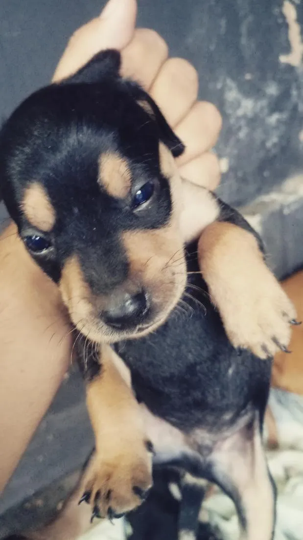 Cachorro raça SRD-ViraLata idade Abaixo de 2 meses nome nina e leo