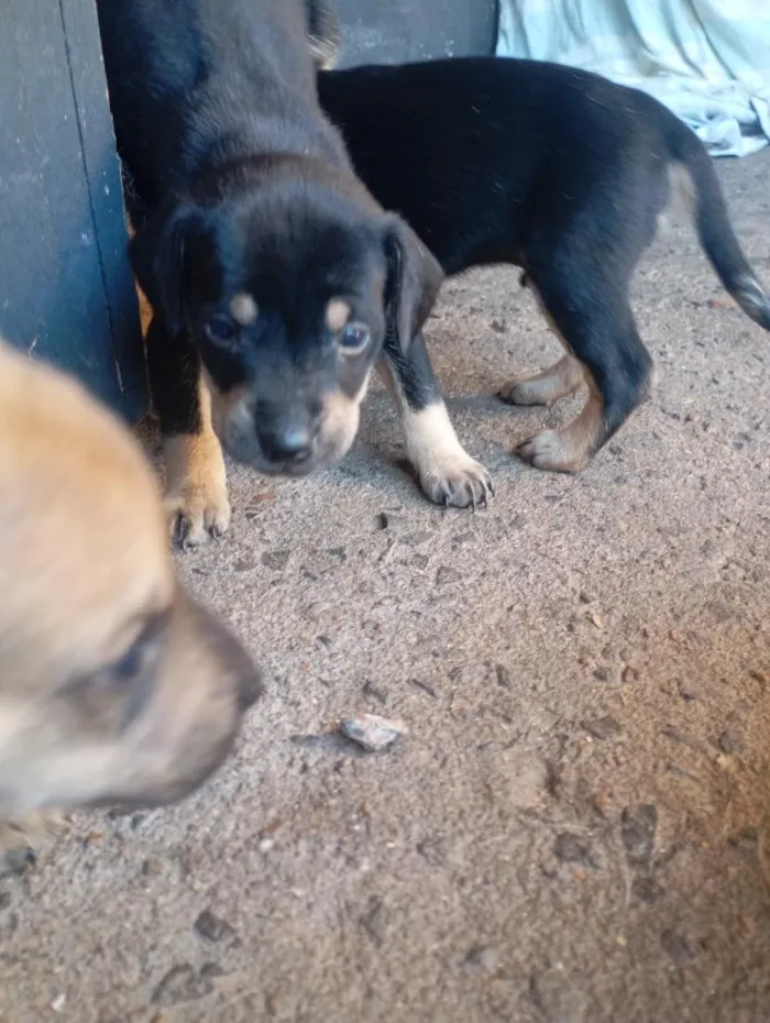 Cachorro raça SRD-ViraLata idade Abaixo de 2 meses nome nina e leo