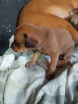 nina e leo