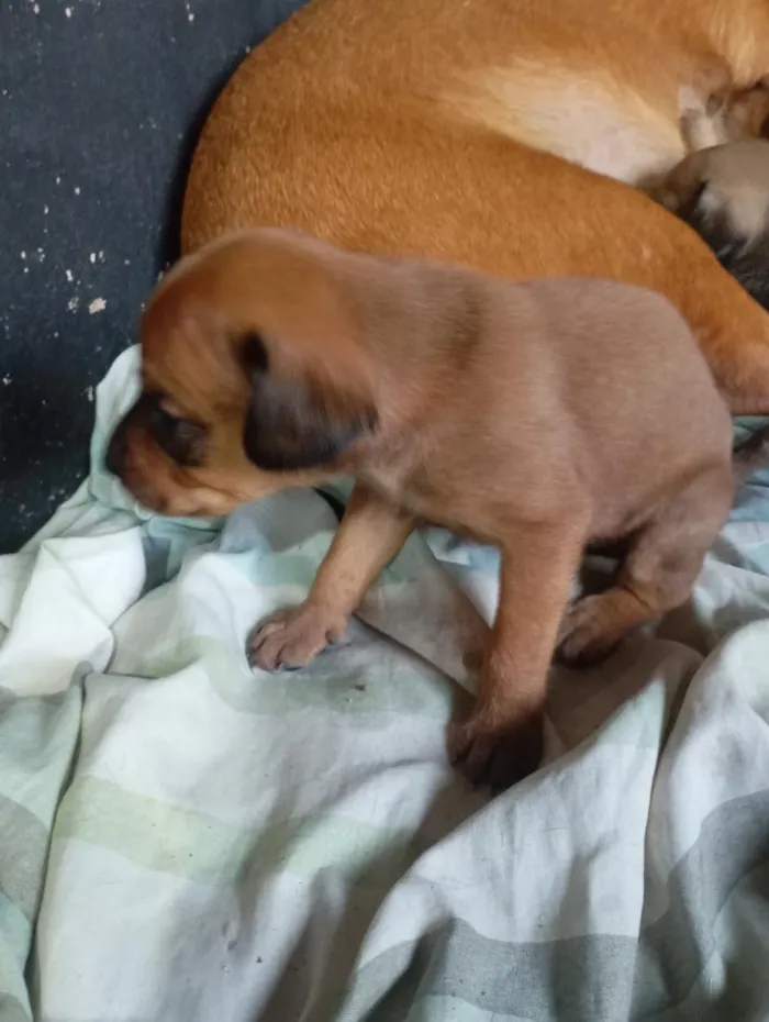 Cachorro raça SRD-ViraLata idade Abaixo de 2 meses nome nina e leo