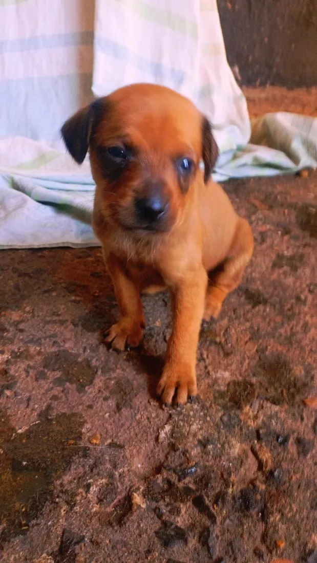Cachorro raça SRD-ViraLata idade Abaixo de 2 meses nome nina e leo
