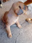 nina e leo