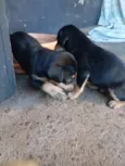 nina e leo
