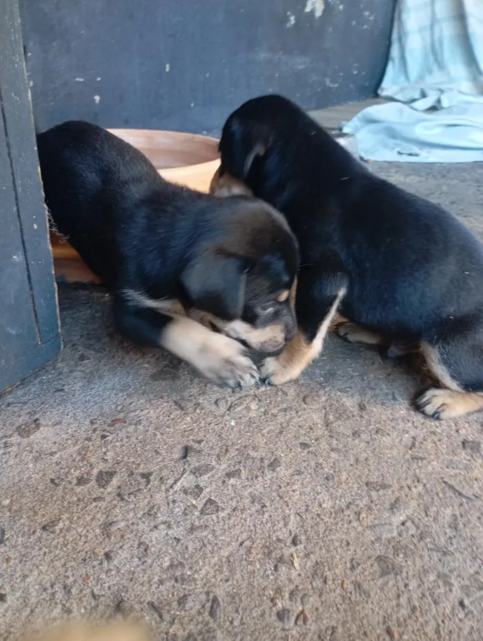 Cachorro raça SRD-ViraLata idade Abaixo de 2 meses nome nina e leo