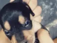 nina e leo