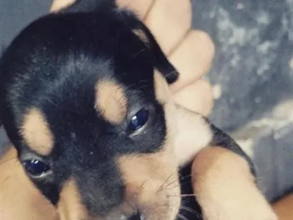 Cachorro raça SRD-ViraLata idade Abaixo de 2 meses nome nina e leo