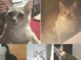 Lili/Teca/Pretinha/Fafa e Fifi