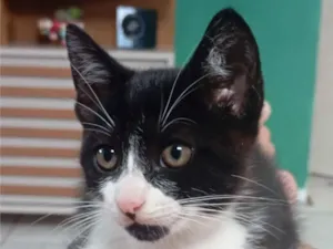 Gato raça SRD-ViraLata idade Abaixo de 2 meses nome fufi
