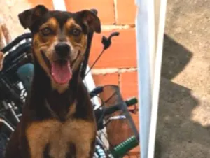 Cachorro raça SRD-ViraLata idade 6 ou mais anos nome Billy