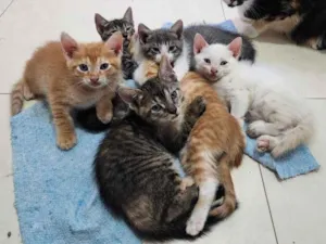 Gato raça SRD-ViraLata idade 2 a 6 meses nome Sem nome