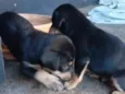 nina e leo
