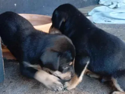 Cachorro raça SRD-ViraLata idade Abaixo de 2 meses nome nina e leo