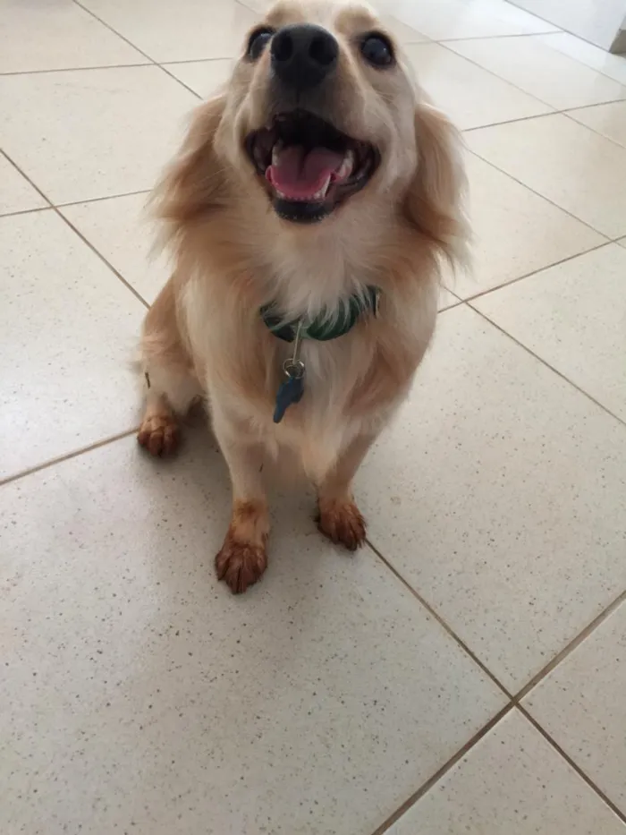 Cachorro raça SRD-ViraLata idade 5 anos nome Mocotó