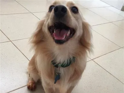 Cachorro raça SRD-ViraLata idade 5 anos nome Mocotó