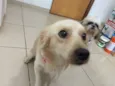 Mocotó