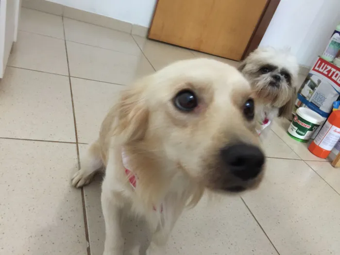 Cachorro raça SRD-ViraLata idade 5 anos nome Mocotó