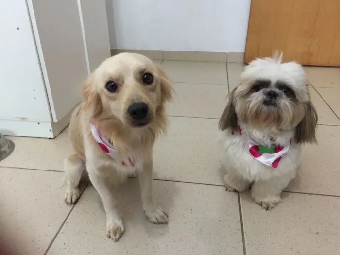 Cachorro raça SRD-ViraLata idade 5 anos nome Mocotó