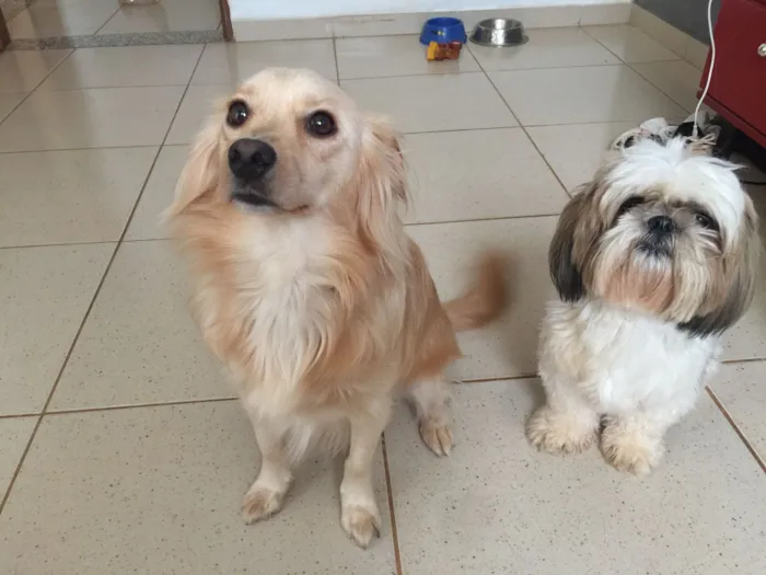 Cachorro raça SRD-ViraLata idade 5 anos nome Mocotó