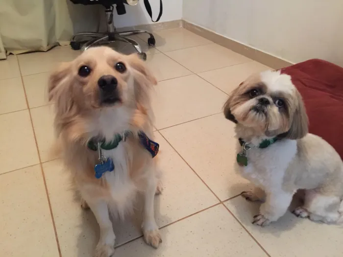 Cachorro raça SRD-ViraLata idade 5 anos nome Mocotó