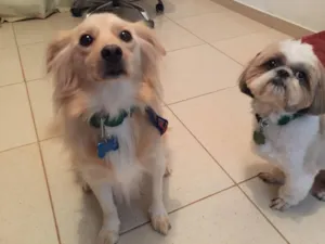 Cachorro raça SRD-ViraLata idade 5 anos nome Mocotó