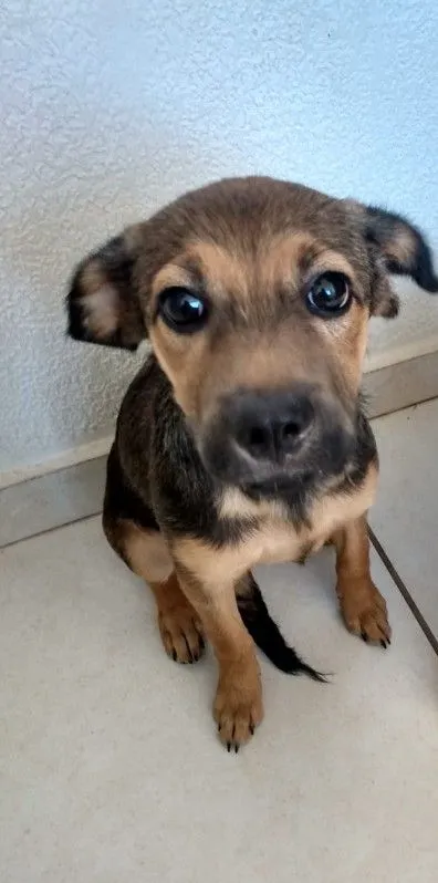 Cachorro raça Pastor Alemão idade 2 a 6 meses nome Tita