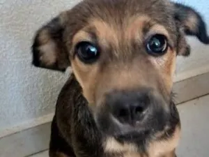 Cachorro raça Pastor Alemão idade 2 a 6 meses nome Tita