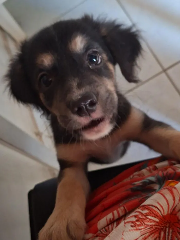 Cachorro raça SRD-ViraLata idade 2 a 6 meses nome pandora 