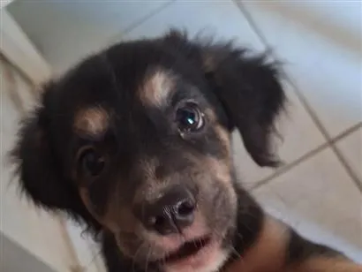 Cachorro raça SRD-ViraLata idade 2 a 6 meses nome pandora 