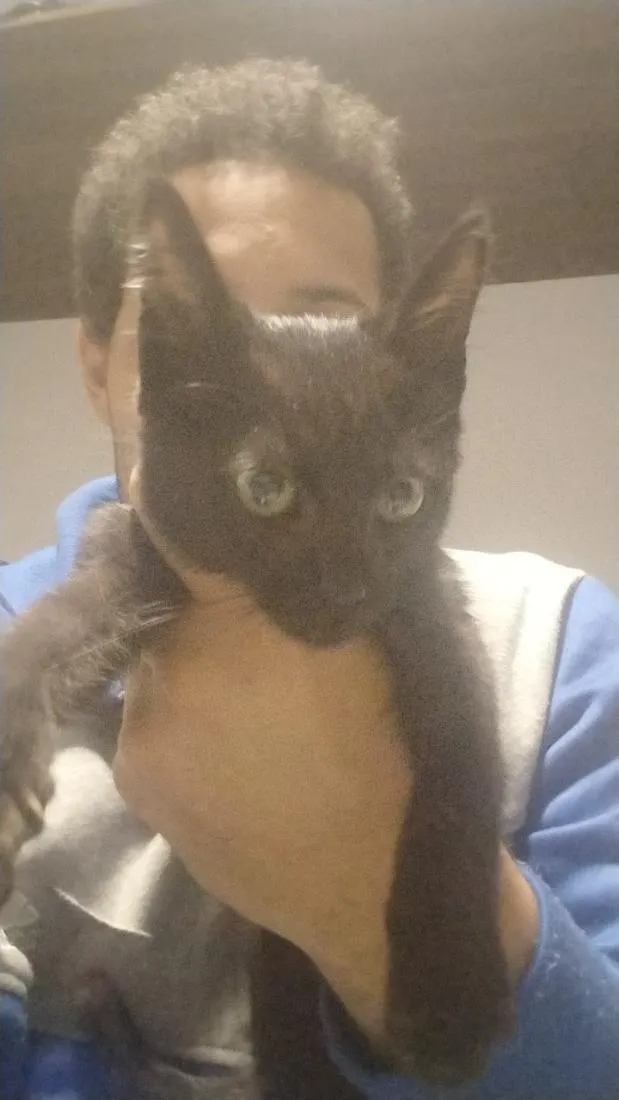 Gato raça SRD-ViraLata idade Abaixo de 2 meses nome diandro 