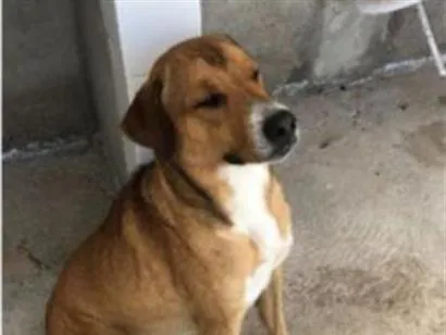 Cachorro raça SRD-ViraLata idade 5 anos nome Grandão