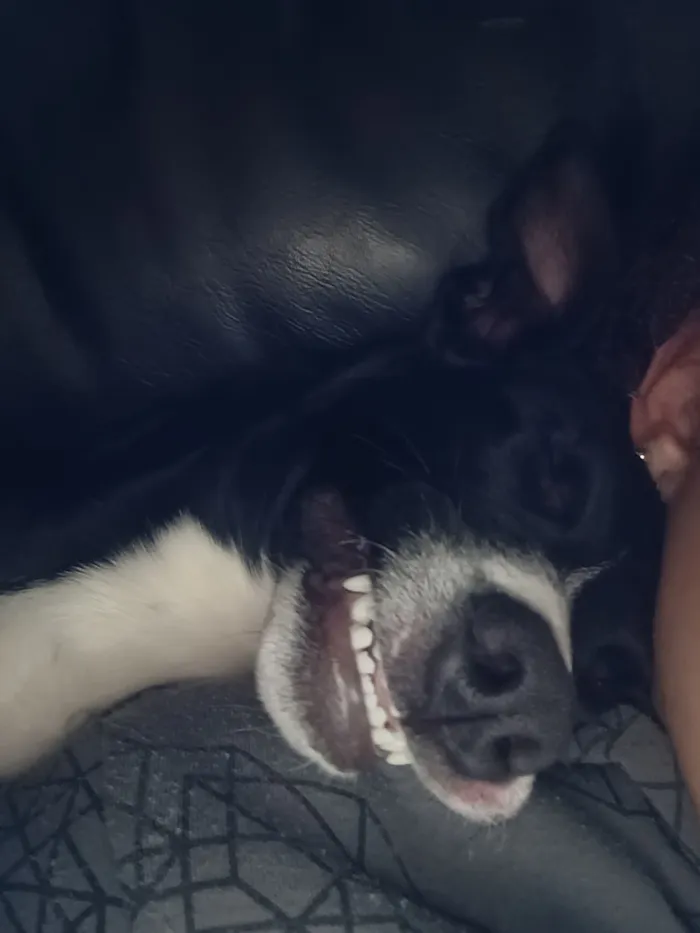 Cachorro raça SRD-ViraLata idade 1 ano nome revoada 
