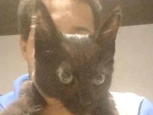 Gato raça SRD-ViraLata idade Abaixo de 2 meses nome diandro 