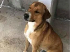 Cachorro raça SRD-ViraLata idade 5 anos nome Grandão