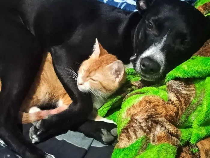 Cachorro raça SRD-ViraLata idade 1 ano nome revoada 