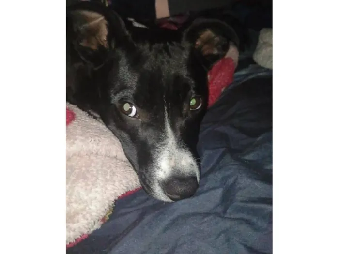 Cachorro raça SRD-ViraLata idade 1 ano nome revoada 