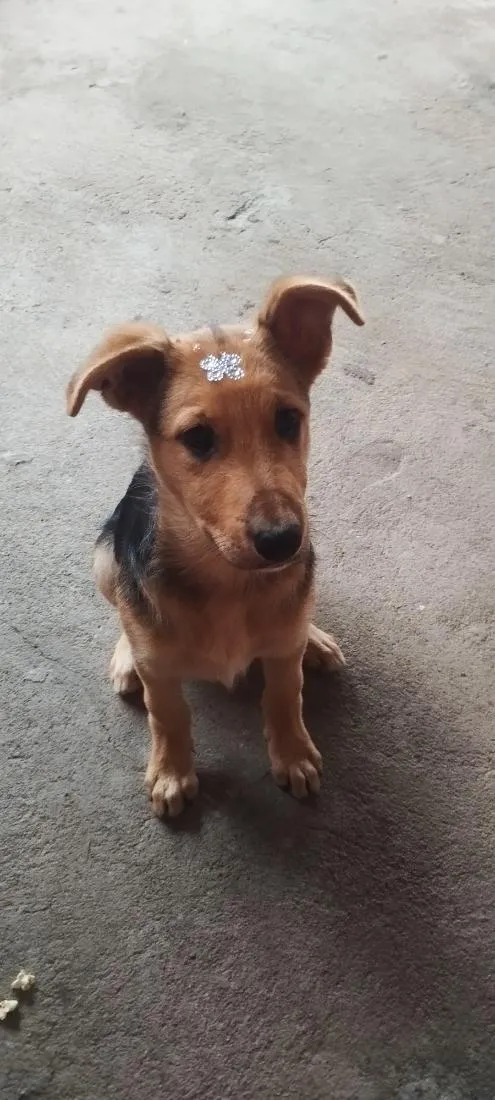 Cachorro raça SRD-ViraLata idade 2 a 6 meses nome mel