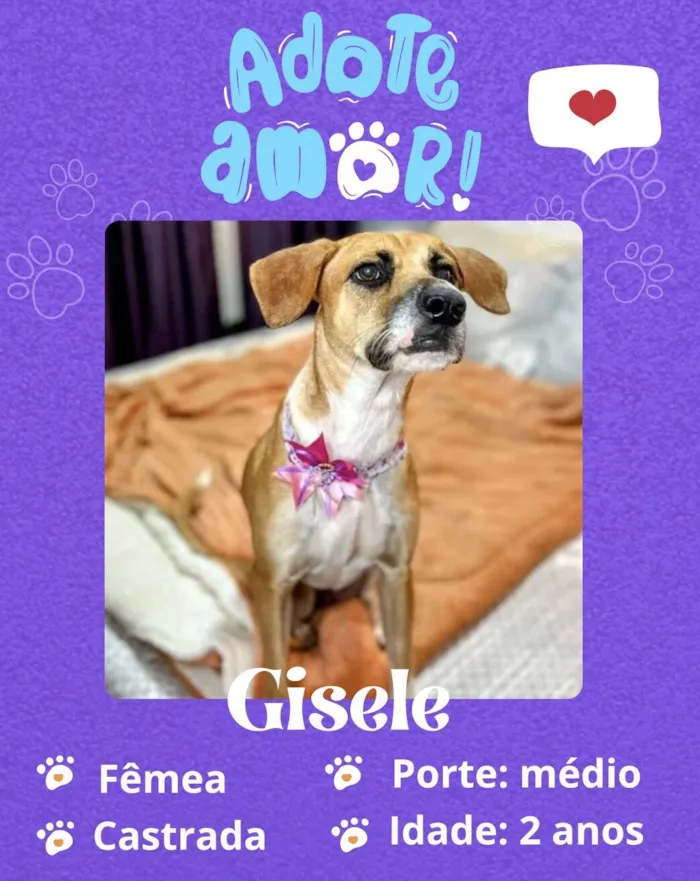 Cachorro raça SRD-ViraLata idade 2 anos nome Gisele 