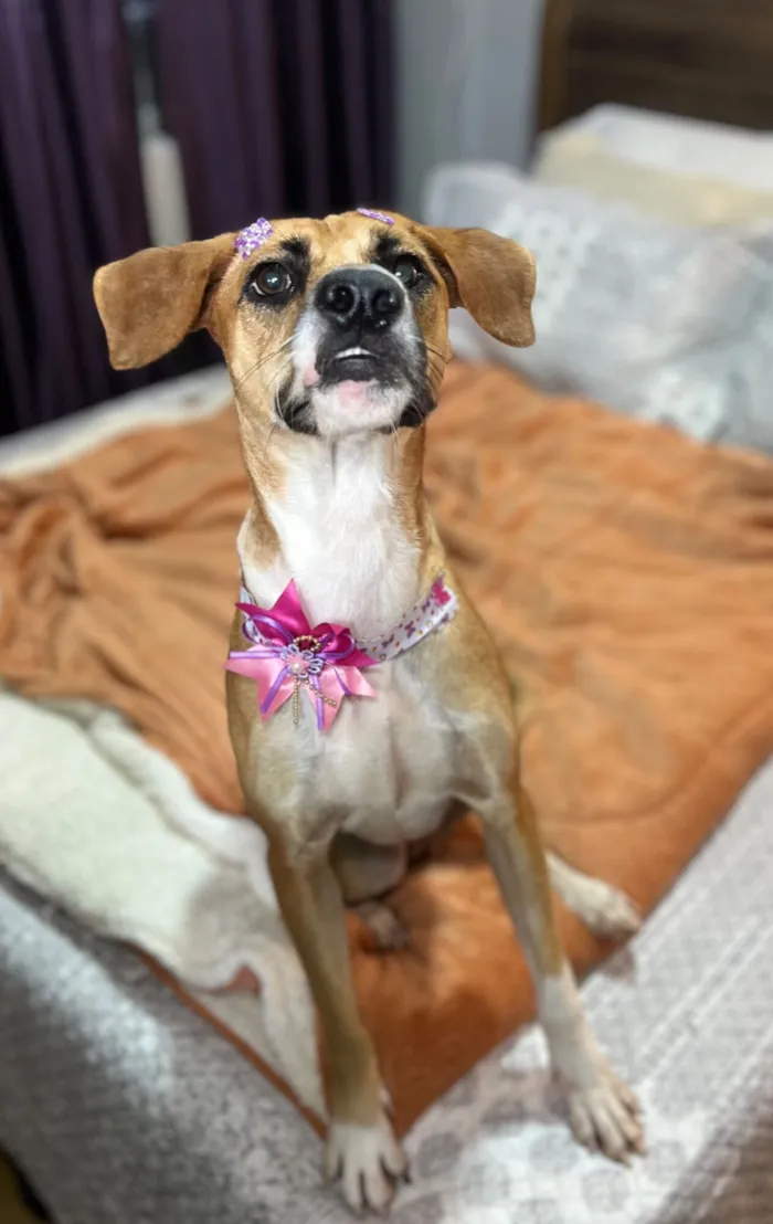 Cachorro raça SRD-ViraLata idade 2 anos nome Gisele 