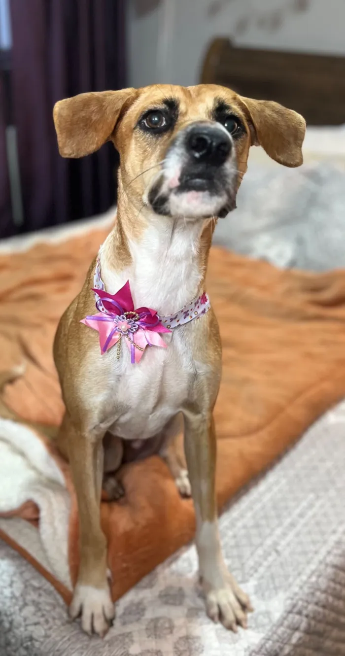Cachorro raça SRD-ViraLata idade 2 anos nome Gisele 