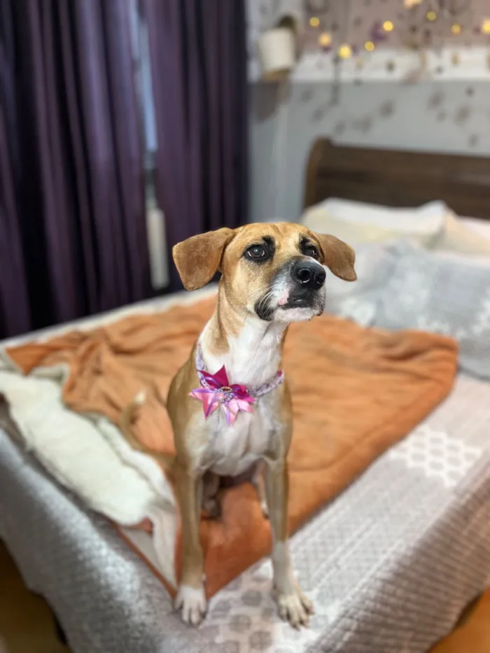 Cachorro raça SRD-ViraLata idade 2 anos nome Gisele 