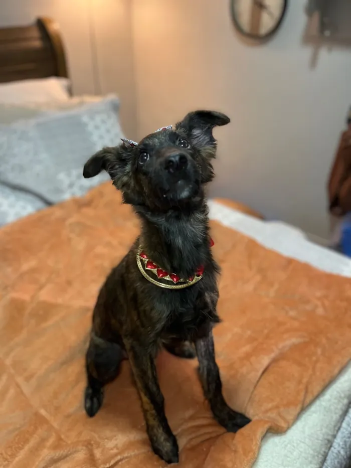 Cachorro raça SRD-ViraLata idade 2 a 6 meses nome Yuki 