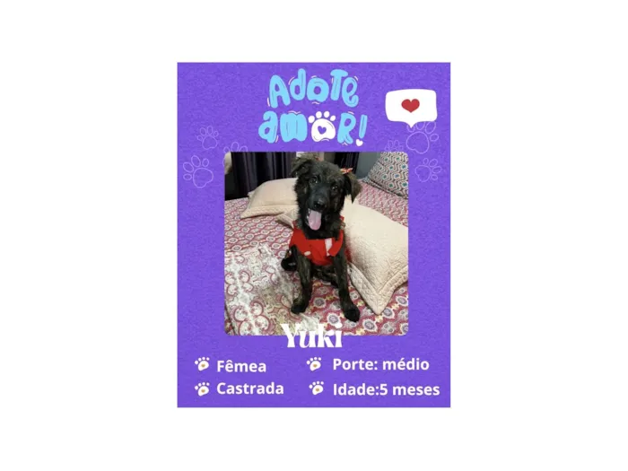 Cachorro raça SRD-ViraLata idade 2 a 6 meses nome Yuki 