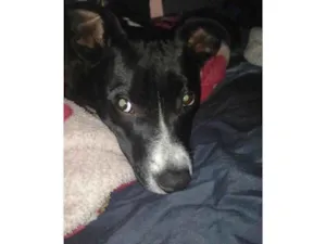 Cachorro raça SRD-ViraLata idade 1 ano nome revoada 
