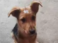 mel
