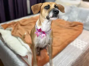Cachorro raça SRD-ViraLata idade 2 anos nome Gisele 