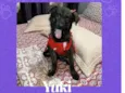 Yuki 