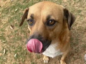 Cachorro raça SRD-ViraLata idade 3 anos nome Minnie