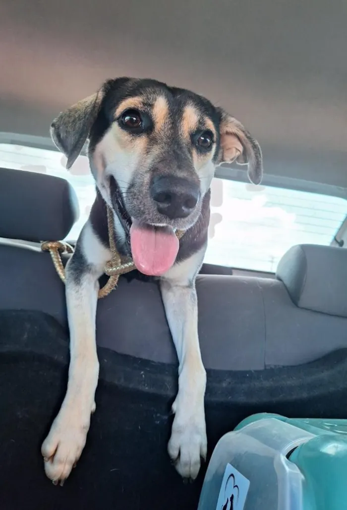 Cachorro raça SRD-ViraLata idade 5 anos nome Gil